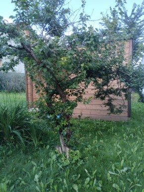 Коллективный сад номер 7, участок 58 в Ивделе - ivdel.yutvil.ru - фото 28