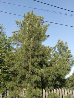 ул. Полынная,29 в Ивделе - ivdel.yutvil.ru - фото 18